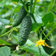 Adsız tasarım (71)